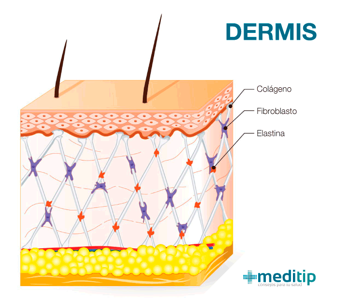 Tres capas de la piel: estructura de la dermis y fibras dérmicas