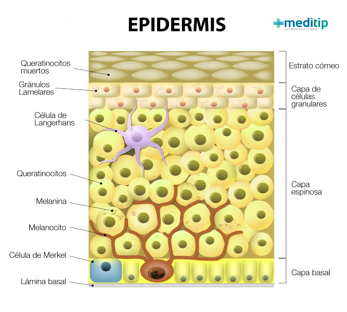 Tres capas de la piel: estratos de la epidermis