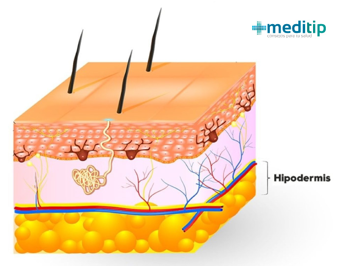Tres capas de la piel: tejido subcutáneo (hipodermis)